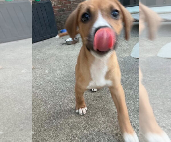 Medium Photo #3 Doxle Puppy For Sale in Aurora, IN, USA