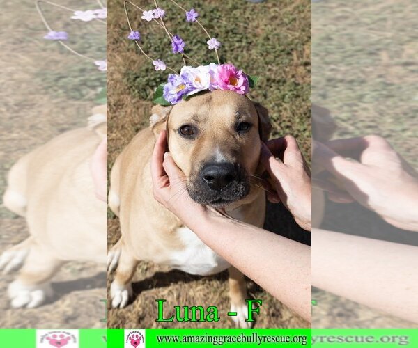 Medium Photo #11 Black Mouth Cur-Unknown Mix Puppy For Sale in Pensacola, FL, USA