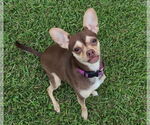 Small #2 Chihuahua Mix