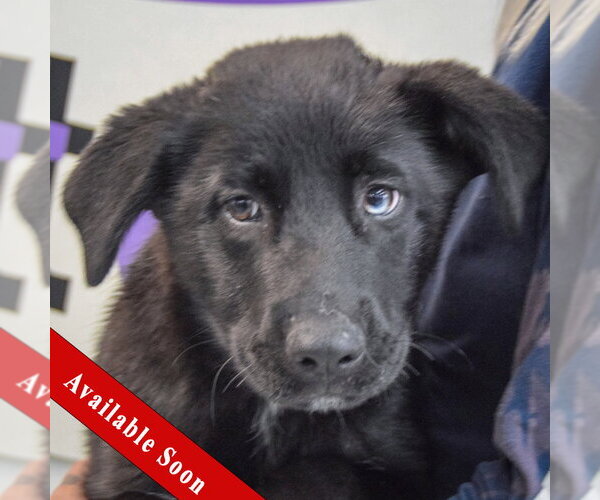 Medium Photo #1 Gerberian Shepsky Puppy For Sale in Huntley, IL, USA