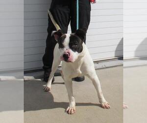 American Pit Bull Terrier-Unknown Mix Dogs for adoption in Louisville, KY, USA