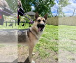 Small #1 Gerberian Shepsky