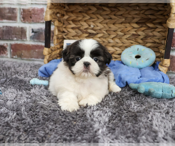 Medium Photo #4 Shih Tzu Puppy For Sale in SYRACUSE, IN, USA