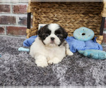 Small #3 Shih Tzu