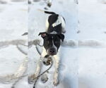 Small #3 American Pit Bull Terrier-Dalmatian Mix
