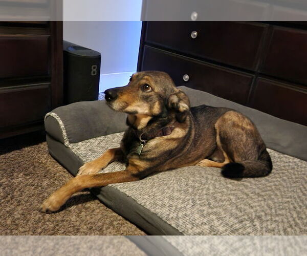 Medium Photo #4 Mutt Puppy For Sale in Salt Lake City, UT, USA