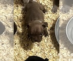 Puppy Puppy 2 American Bully