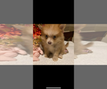 Small #5 Pomeranian