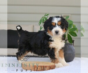 Bernedoodle (Miniature) Puppy for sale in NARVON, PA, USA