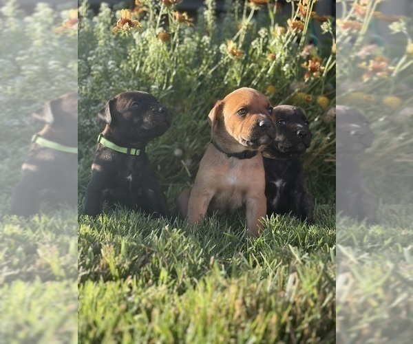 Medium Photo #17 Cane Corso-Doberman Pinscher Mix Puppy For Sale in MODESTO, CA, USA