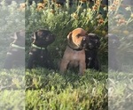 Small Photo #17 Cane Corso-Doberman Pinscher Mix Puppy For Sale in MODESTO, CA, USA