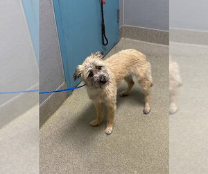 Mutt Dogs for adoption in Las Vegas, NV, USA