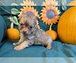 Small #6 Chihuahua