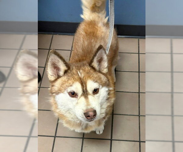 Medium Photo #1 Alaskan Klee Kai Puppy For Sale in Burbank, CA, USA