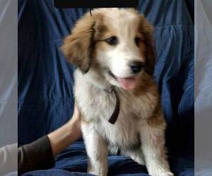 Great Bernese Puppy for sale in BLACKVILLE, SC, USA