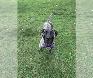 Poppy - Female Mastiff-Presa Canario Mix Dog for Adoption - Photo #3