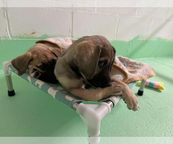 Medium Photo #13 Anatolian Shepherd-Rhodesian Ridgeback Mix Puppy For Sale in Higley, AZ, USA