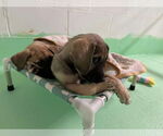 Small #12 Anatolian Shepherd-Rhodesian Ridgeback Mix