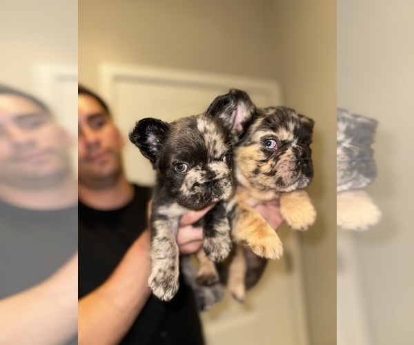 Medium Photo #5 French Bulldog Puppy For Sale in SAN DIEGO, CA, USA