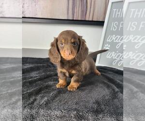 Dachshund Puppy for sale in FRANKLIN, IN, USA
