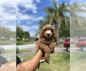 Cocker Spaniel Puppy for sale in MIAMI, FL, USA