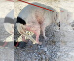 Small Photo #14 Mutt Puppy For Sale in White Bluff, TN, USA