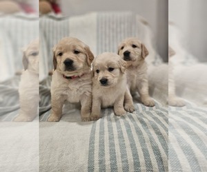 Golden Retriever Puppy for sale in ELVERTA, CA, USA