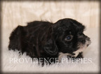 Small Photo #14 ShihPoo Puppy For Sale in COPPOCK, IA, USA
