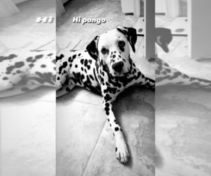 Dalmatian Puppy for sale in WEST PALM BCH, FL, USA