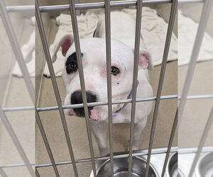 Mutt Dogs for adoption in Decatur, IL, USA