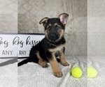 Small #5 German Shepherd Dog