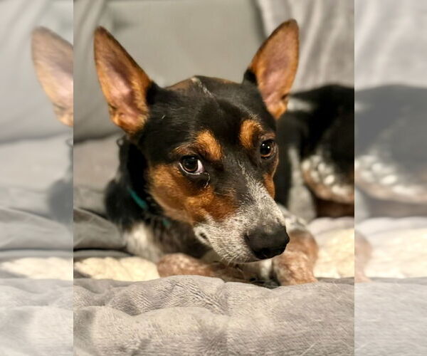 Medium Photo #3 Mutt Puppy For Sale in Omaha, NE, USA