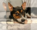 Small #2 Mutt