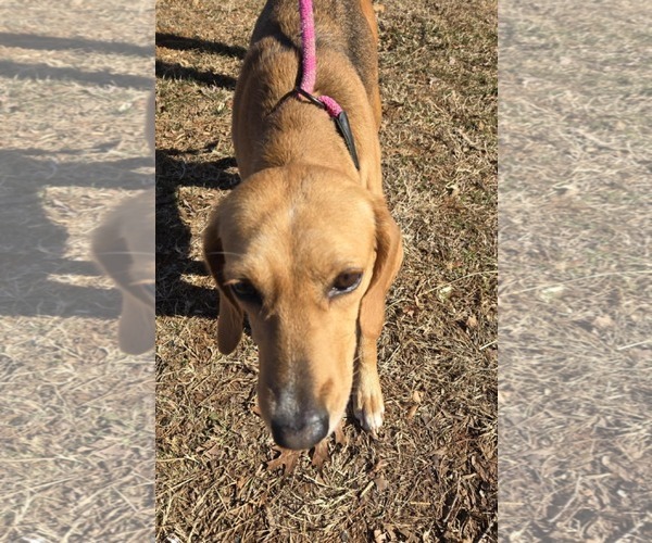 Medium Photo #2 Mutt Puppy For Sale in Rustburg, VA, USA