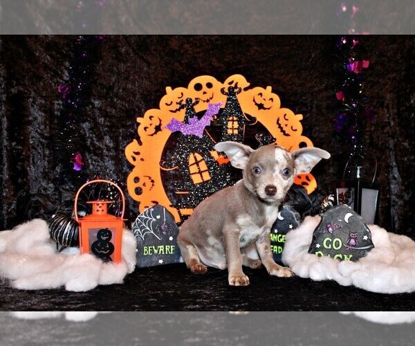 Medium Photo #1 Chihuahua Puppy For Sale in CHARLESTON, AR, USA
