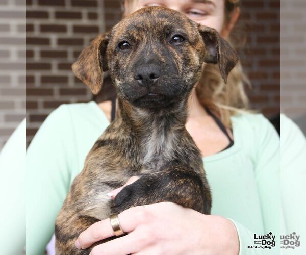Medium Photo #2 Labrador Retriever-Unknown Mix Puppy For Sale in Washington, DC, USA