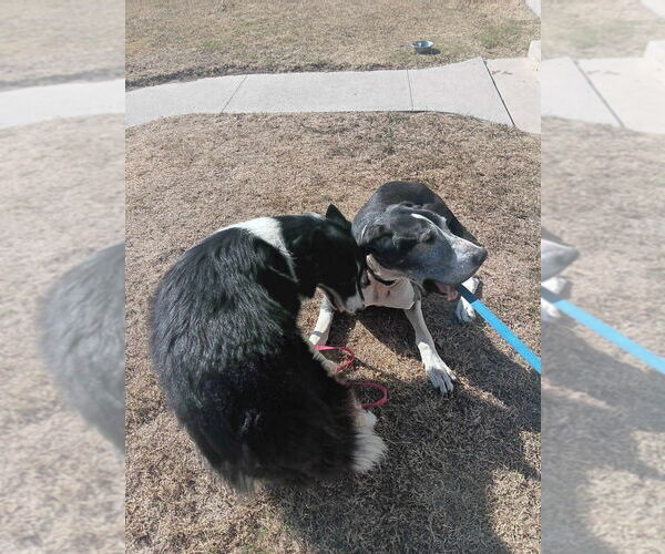 Medium Photo #14 Great Dane Puppy For Sale in Bullard, TX, USA