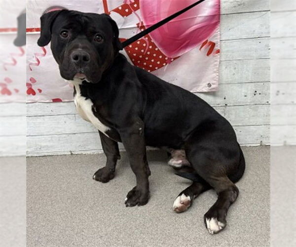 Medium Photo #1 Mutt Puppy For Sale in San Bernardino, CA, USA