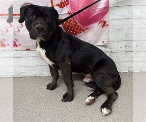 Mutt Dogs for adoption in San Bernardino, CA, USA