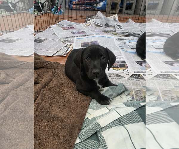 Medium Photo #1 Dachshund-Unknown Mix Puppy For Sale in SHERBURNE, NY, USA