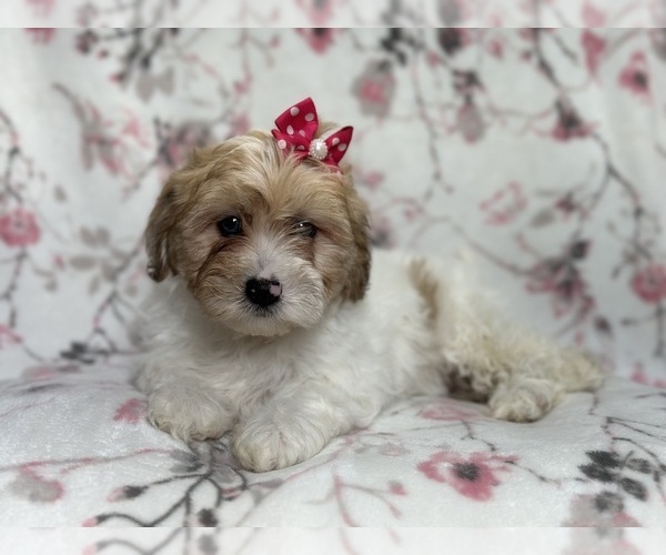 Medium Photo #2 Lhasa Apso Puppy For Sale in LAKELAND, FL, USA