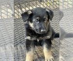 Small Photo #13 German Shepherd Dog Puppy For Sale in RIVERDALE, MD, USA