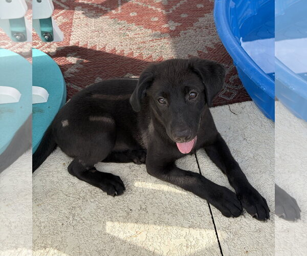 Medium Photo #3 Labrador Retriever-Unknown Mix Puppy For Sale in Royal Palm Beach, FL, USA