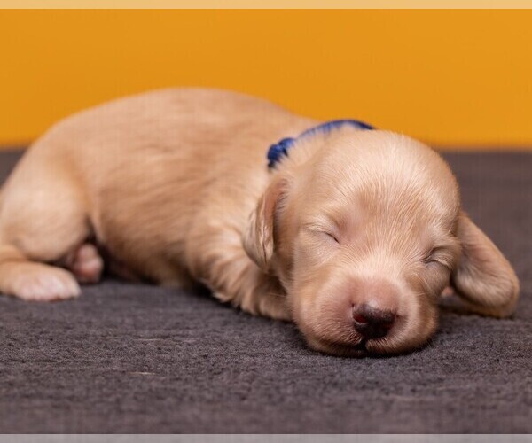 Medium Photo #8 Dachshund Puppy For Sale in CROWLEY, TX, USA