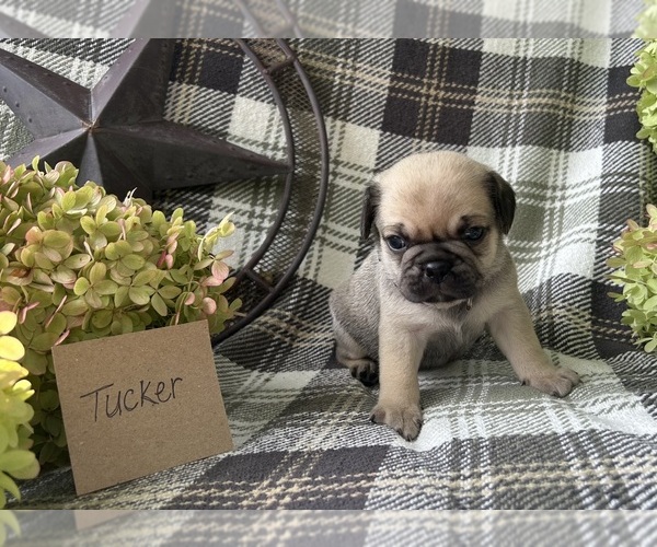 Medium Photo #1 Puggle Puppy For Sale in ELKTON, VA, USA