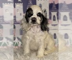 Small #1 Cocker Spaniel