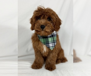 Goldendoodle (Miniature) Puppy for sale in LOS ANGELES, CA, USA