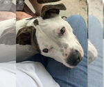 Small #2 American Pit Bull Terrier Mix