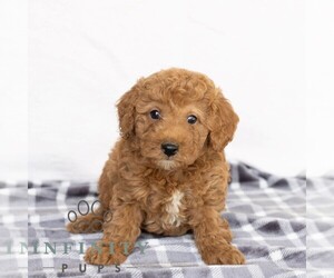 Poodle (Miniature) Puppy for sale in GAP, PA, USA