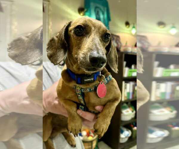 Medium Photo #5 Dachshund Puppy For Sale in St. Louis Park, MN, USA